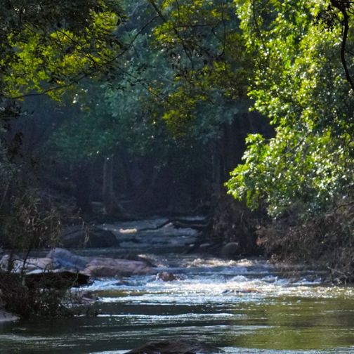 chinnar river through forest landscape