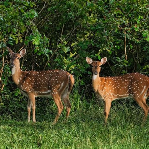 wildlife photography spotted deer
