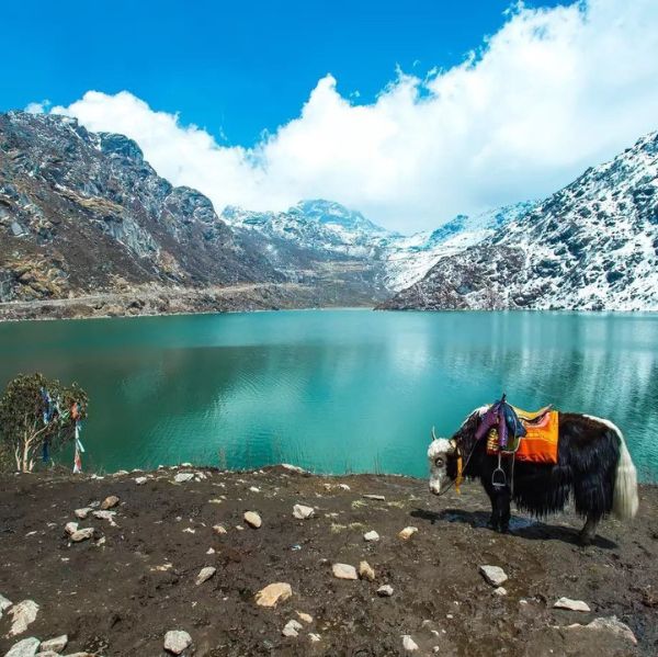 himalayan mountain lake yak
